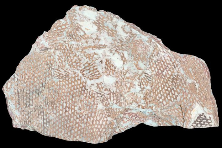 Ordovician Graptolite (Araneograptus) Plate - Morocco #126423